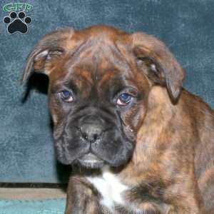 Sarge, Boxer Puppy