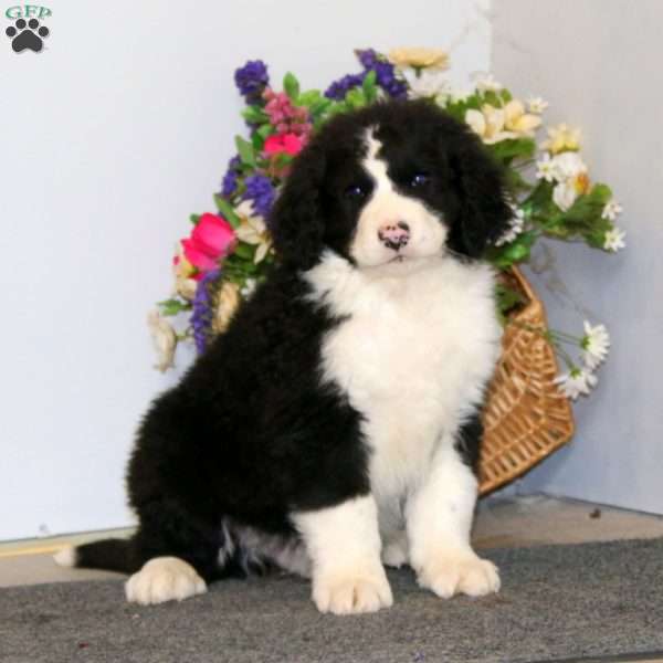 Sarge, Bernedoodle Puppy