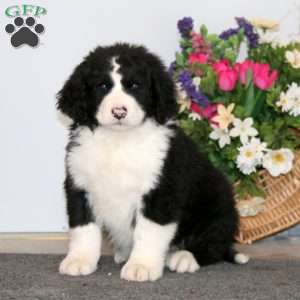 Sarge, Bernedoodle Puppy