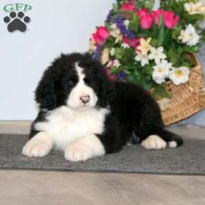 Sarge, Bernedoodle Puppy