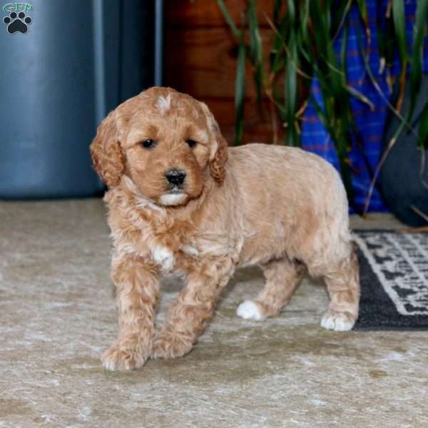 Sasha, Goldendoodle Puppy