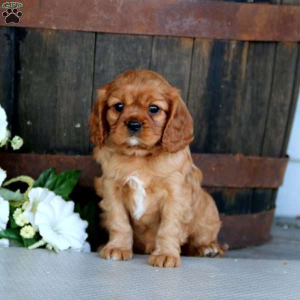 Sasha, Cavalier King Charles Spaniel Puppy