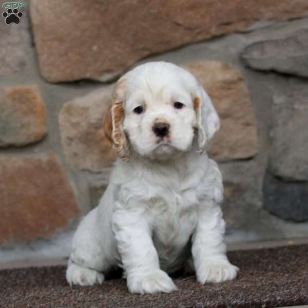 Sasha, Cocker Spaniel Puppy