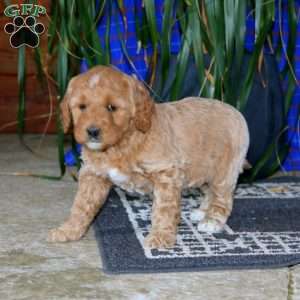 Sasha, Goldendoodle Puppy