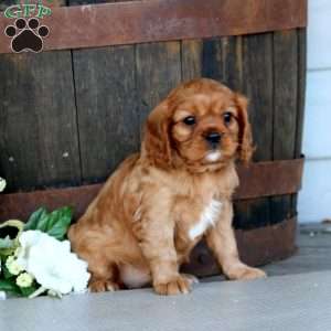 Sasha, Cavalier King Charles Spaniel Puppy