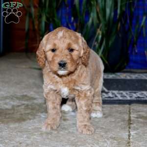 Sasha, Goldendoodle Puppy