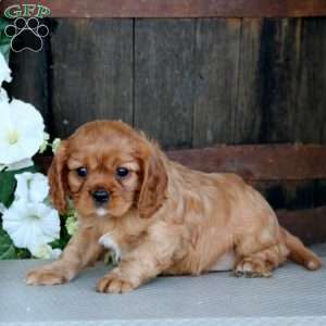 Sasha, Cavalier King Charles Spaniel Puppy