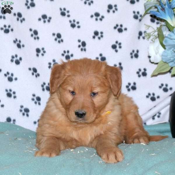 Sassy, Golden Retriever Puppy