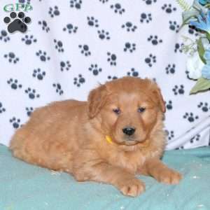 Sassy, Golden Retriever Puppy