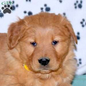 Sassy, Golden Retriever Puppy