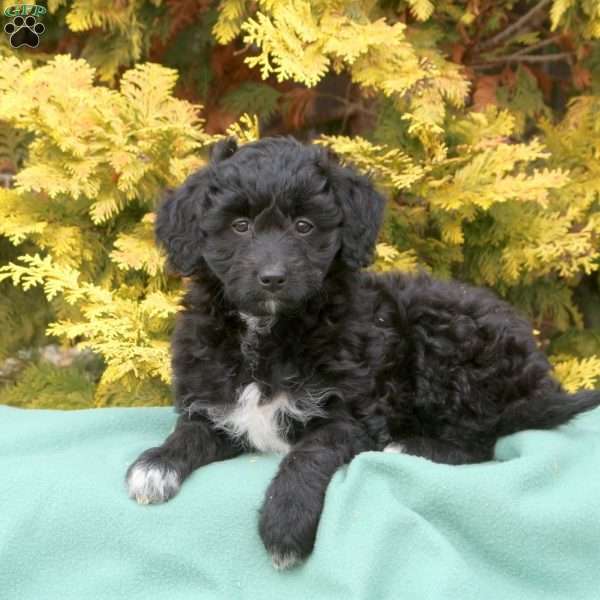 Savannah, Mini Aussiedoodle Puppy