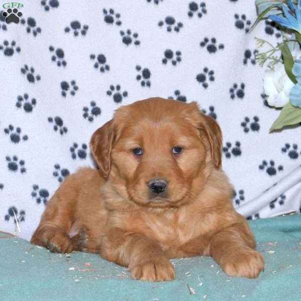 Savannah, Golden Retriever Puppy