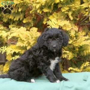 Savannah, Mini Aussiedoodle Puppy