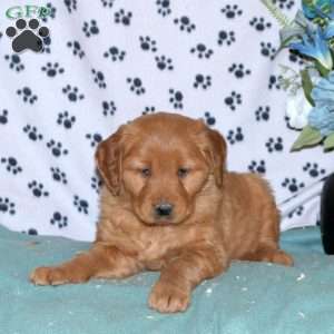 Savannah, Golden Retriever Puppy