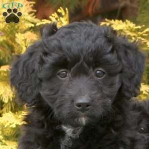 Savannah, Mini Aussiedoodle Puppy