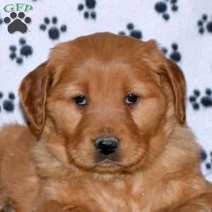 Savannah, Golden Retriever Puppy