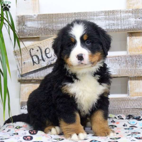 Sawyer, Bernese Mountain Dog Puppy