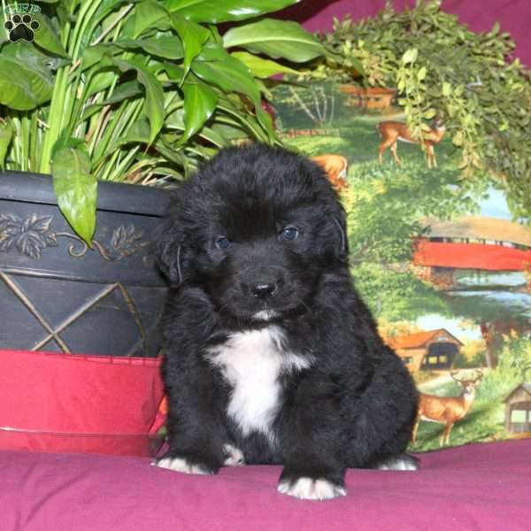 Sawyer, Newfoundland Puppy