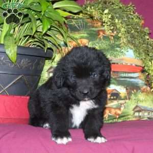 Sawyer, Newfoundland Puppy