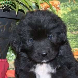 Sawyer, Newfoundland Puppy