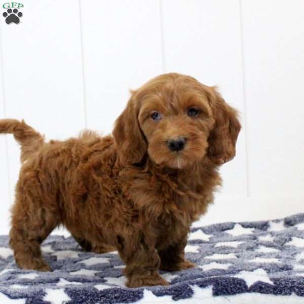 Sawyer, Mini Goldendoodle Puppy