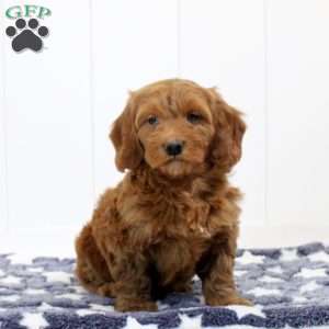 Sawyer, Mini Goldendoodle Puppy