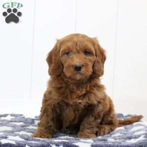 Sawyer, Mini Goldendoodle Puppy