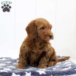 Sawyer, Mini Goldendoodle Puppy