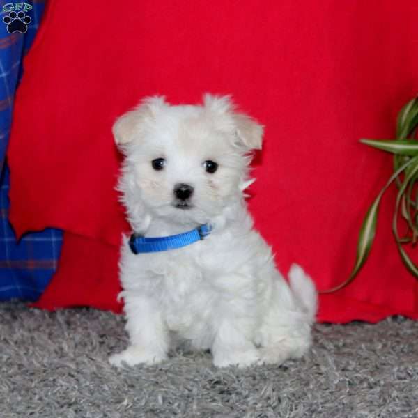 Scamper, Maltese Puppy