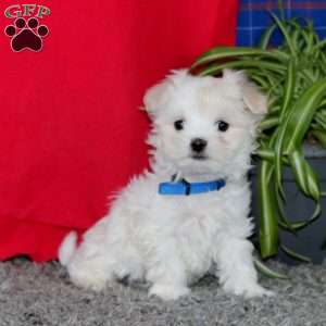 Scamper, Maltese Puppy