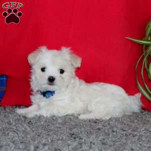 Scamper, Maltese Puppy