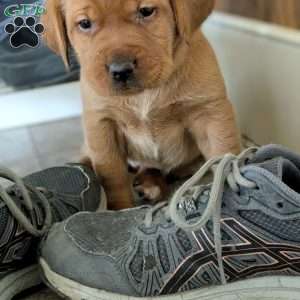 Scarlet, Fox Red Labrador Retriever Puppy