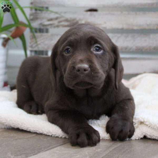 Scarlett, Chocolate Labrador Retriever Puppy