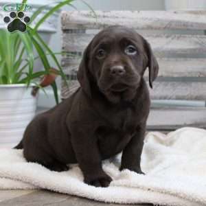 Scarlett, Chocolate Labrador Retriever Puppy