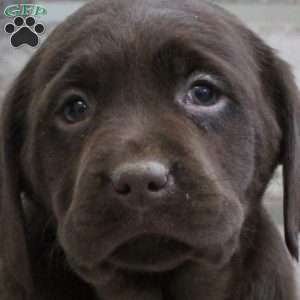 Scarlett, Chocolate Labrador Retriever Puppy