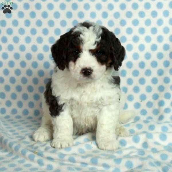 Scooter, Mini Bernedoodle Puppy