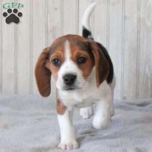 Scooter, Beagle Puppy
