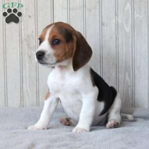 Scooter, Beagle Puppy