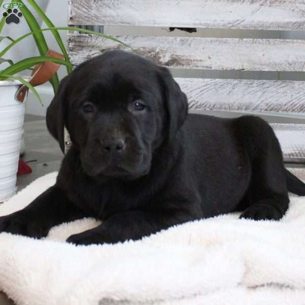 Scout, Black Labrador Retriever Puppy