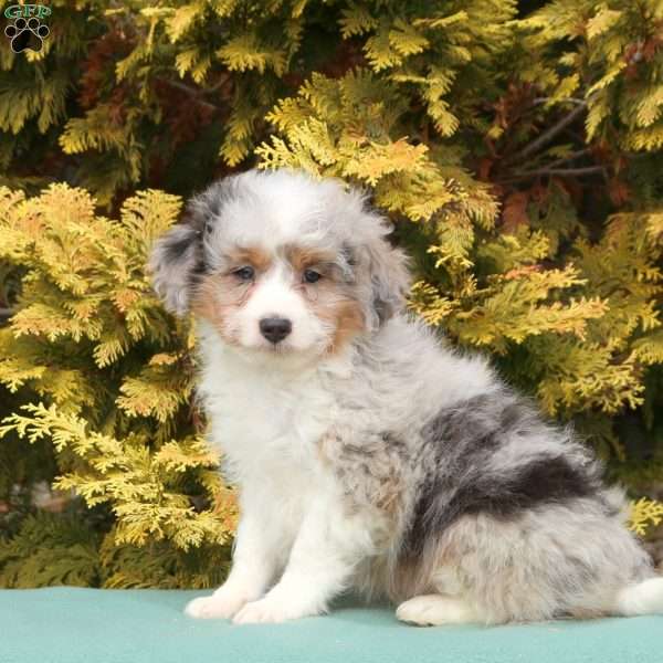 Scout, Mini Aussiedoodle Puppy