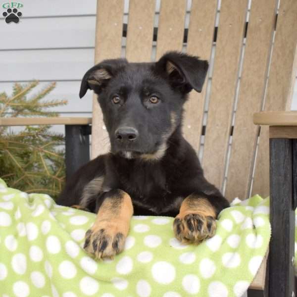 Scout, German Shepherd Puppy