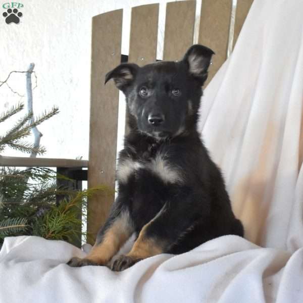 Scout, German Shepherd Puppy