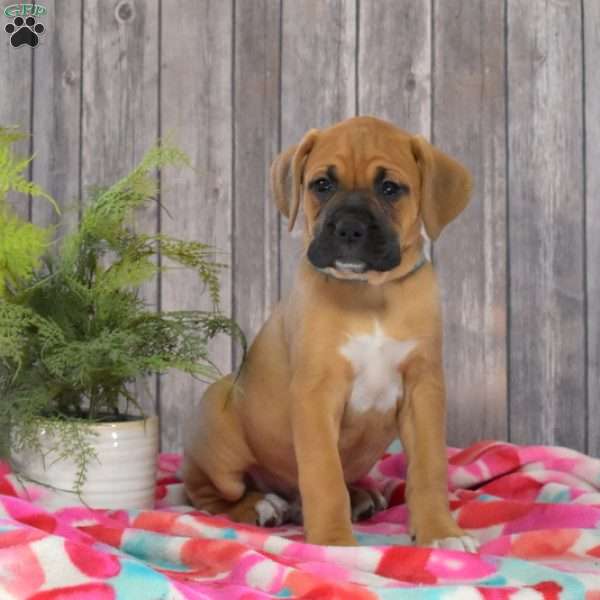 Scout, Boxador Puppy