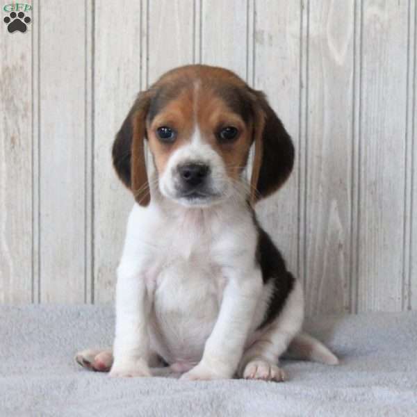 Scout, Beagle Puppy