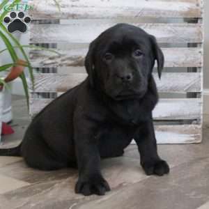 Scout, Black Labrador Retriever Puppy