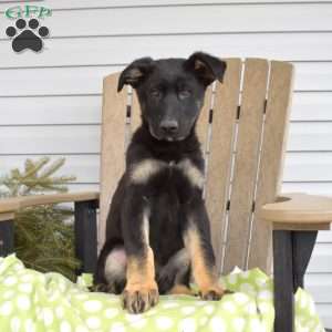 Scout, German Shepherd Puppy