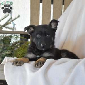 Scout, German Shepherd Puppy