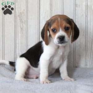 Scout, Beagle Puppy