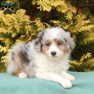 Scout, Mini Aussiedoodle Puppy