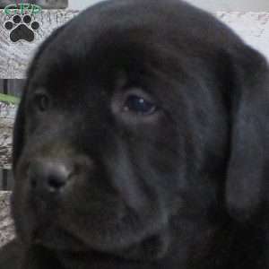 Scout, Black Labrador Retriever Puppy